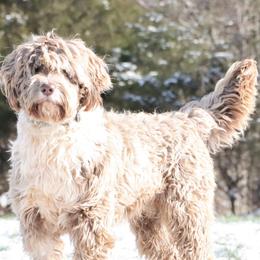 Reef - Portuguese Water Dog