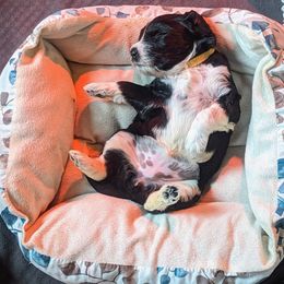 Portuguese Water Dog Puppies from Hat Trick Caos PWDs