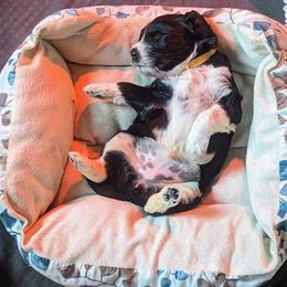 Portuguese Water Dog Puppies from Hat Trick Caos PWDs
