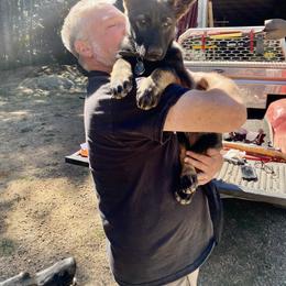 German Shepherd Puppies from Von Overen German Shepherds