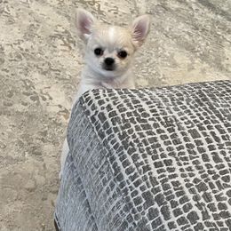 "Fergie 💝💝💝" Chihuahua Puppies from Bijou Chihuahua’s