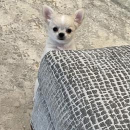"Fergie 💝💝💝" Chihuahua Puppies from Bijou Chihuahua’s