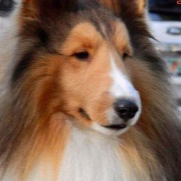Shetland Sheepdogs from Synergy Shelties