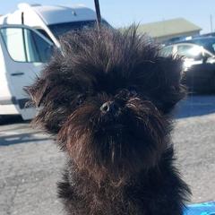 Gracie - Affenpinscher