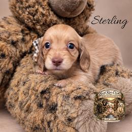 Sterling - Cream male Dachshund puppy in Greenfield, Ohio from Buck Run Creek Dachshunds