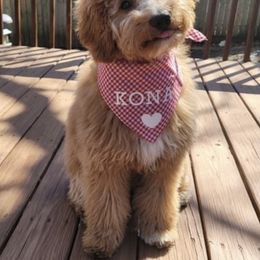 Bernedoodle and Goldendoodle All Grown Up from Kimberlee’s Kennels