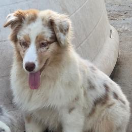 Sierra - Red merle female Australian Shepherd puppy in Browerville, Minnesota from Rustic River Ranch Aussies