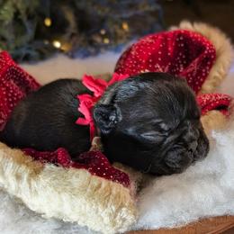 Midnight - Brindle female French Bulldog puppy in Delafield, Wisconsin from Bishop Bullyz