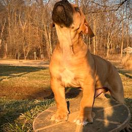GOKU - Red male Boerboel puppy in Pennsylvania from Cold River Boerboels