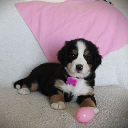 Dottie - Bernese Mountain Dog
