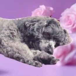Belle - Poodle