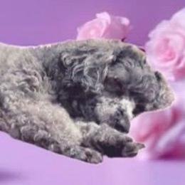 Belle - Poodle