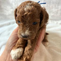Eeyor - Buff and white male Cockapoo puppy in Adrian, Oregon from ApplebyFarm