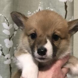 Girl 4 - Fawn female Pembroke Welsh Corgi puppy in Indian Valley, Idaho from Indian Valley Corgies