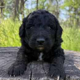 Damon - Black male Goldendoodle puppy in Redding, California from O’Hara  Doodles