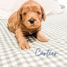 Cartier - Apricot male Goldendoodle puppy in Jacksonville, Florida from First Coast Goldendoodles