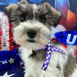 Mia - Parti female Miniature Schnauzer puppy in Sylvania, Georgia from Southern Sky Miniature Schnauzers