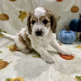 Rolo - Sable and white male Cockapoo puppy in Salem, Oregon from Capital Doodles