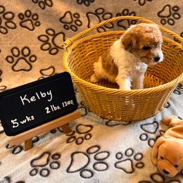 Girl 1 - female Assorted Doodle Crosses puppy in Auburn, Massachusetts from Poochon Paw