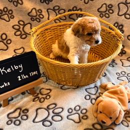 Girl 1 - female Assorted Doodle Crosses puppy in Auburn, Massachusetts from Poochon Paw