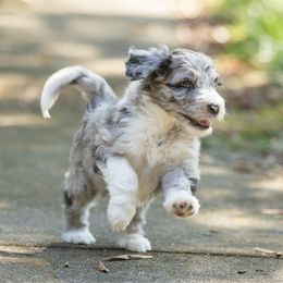 Reese - Merle female Sheepadoodle puppy in Charleston & Kershaw, South Carolina from Atlas Harrold-Moore Sheepadoodles, LLC   (AHMS)