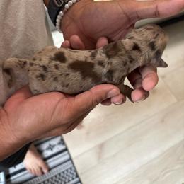 Milo - Dapple male Dachshund puppy in Tomball, Texas from Gutierrez House of Doxies