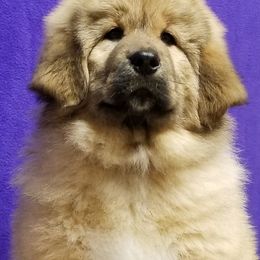 Tibetan Mastiff Puppies from Noble Legacy Tibetan Mastiffs