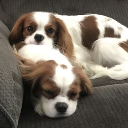 Cavalier King Charles Spaniel Puppies from Christina’s Cavaliers