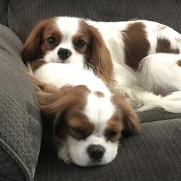 Cavalier King Charles Spaniel Puppies from Christina’s Cavaliers