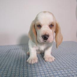Mojo - Lemon and white male Basset Hound puppy in Francesville, Indiana from Sandyhill Basset Hounds