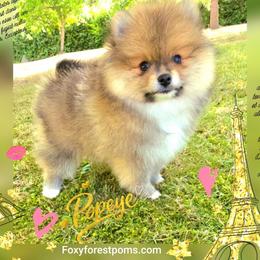 Popeye AKC - Red sable male Pomeranian puppy in Eatonville, Washington from Foxy Forest Poms