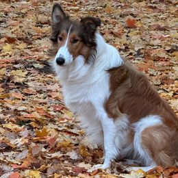 Paris - Collie