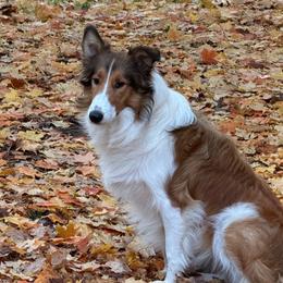 Paris - Collie