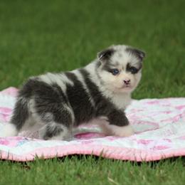 Pomsky Puppies from Susan Warnock