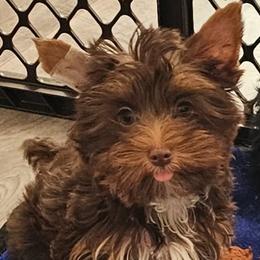 Yorkshire Terriers from Precious Yorkie Babies