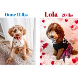 Goldendoodle puppies from Fluffy Puppy Mini Doodles LLC