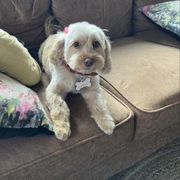Saydi - Cockapoo