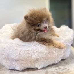 Asya - Chocolate parti female Pomeranian puppy in Granada Hills, California from Pomeranian gem