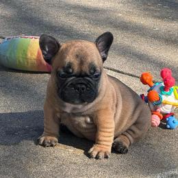 Murphy - Fawn male French Bulldog puppy in Girard, Kansas from Frenchie Kingdom