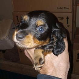 Boy 3 Marlon - Black and tan male Dachshund puppy in Bigfork, Minnesota from Long Ears and Long Dogs Ranch