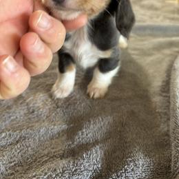 Girl 4 - Blue and tan female Dachshund puppy in Mount Pleasant, Texas from Swaffords Dachshund Kingdom