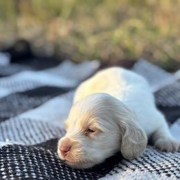 Light dapple pie - Cream male Dachshund puppy in Crestview, Florida from Neverending Dachies