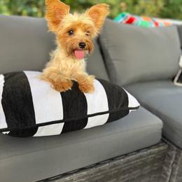 Allie Taylor - Yorkshire Terrier