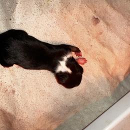 Noelle - Black tri female Miniature Australian Shepherd puppy in Asheboro, North Carolina from Stellar Aussies