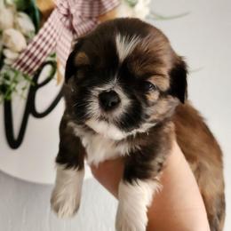Louie - Brindle male Shih Tzu puppy in Wolcottville, Indiana from Ducky's Doodles
