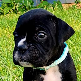 Teal Collar - Brindle female Boxer puppy in Pass Christian, Mississippi from Amanda Edwards