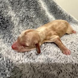 Finn - Cream male Dachshund puppy in Luling, Texas from Kristina's Dachshunds