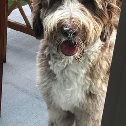 Aussiedoodle, Double Doodle, and Goldendoodle All Grown Up from Standard Goldendoodle and Doodles