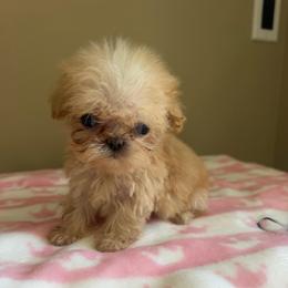 Ivy - Cream and white female Shih Tzu puppy in Burlington, North Carolina from Nancy’s Lil’Shih Tzus