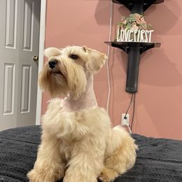 Thanos - Miniature Schnauzer